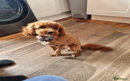 Cavapoo dogs for sale: Red F2B Cavapoo  - Image 8