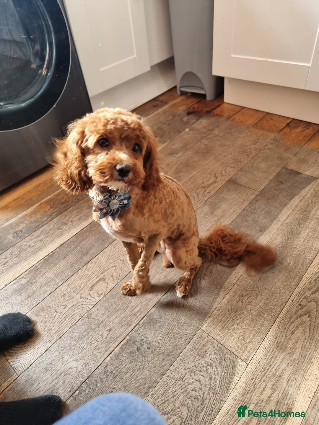 Cavapoo dogs for sale: Red F2B Cavapoo  - Image 8
