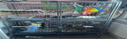 Rat rodents for sale: 4 male rats with complete set up  - Advert 3