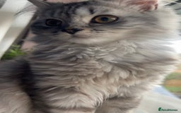 British Longhair cats for sale: Grey fluffy long haired cat  - Image 3