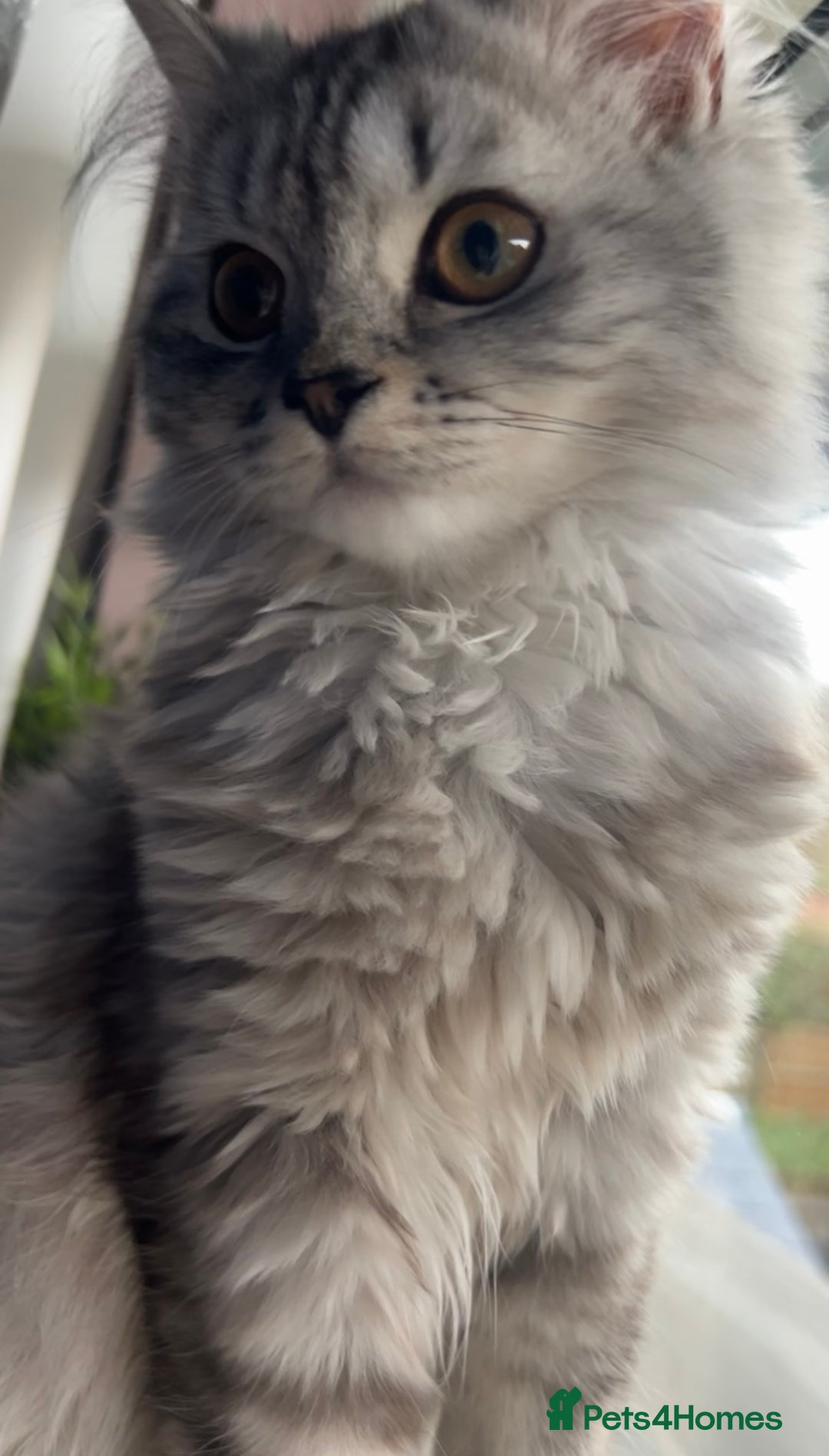 British Longhair cats for sale: Grey fluffy long haired cat  - Image 3