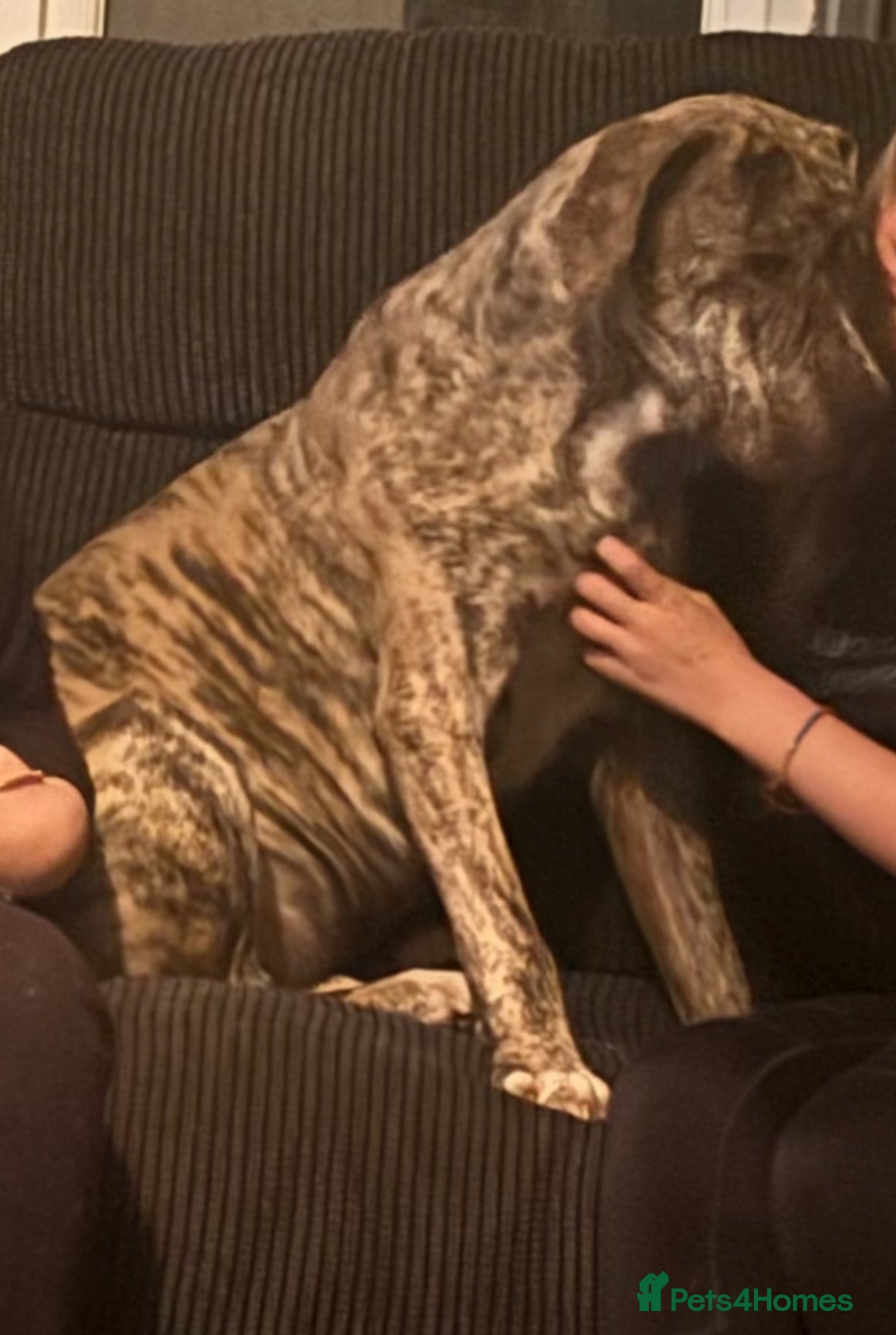 Mixed Breed dogs Canecorso x boerboel - Advert 1