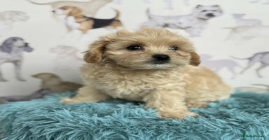 Maltipoo dogs - Advert 16