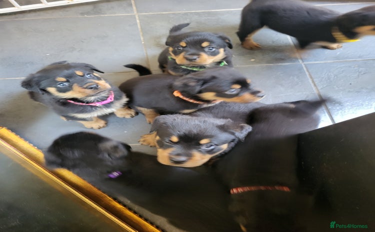 Rottweiler dogs - Advert 1