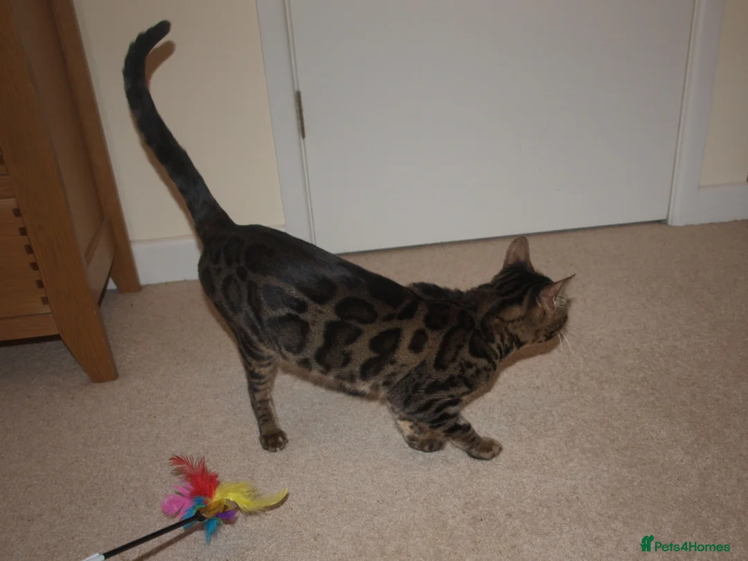Bengal cats for sale: Stunning Bengal Female Cat - Advert 4