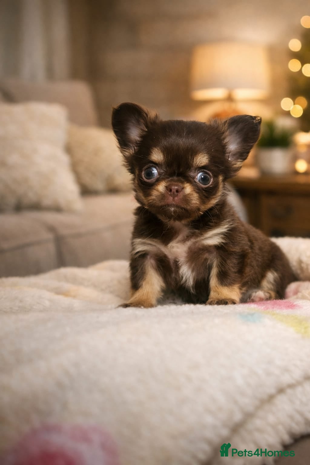 Chihuahua dogs Beautiful Long-Haired Chihuahua Puppies - Advert 8