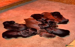 Sprocker dogs for sale: F1 Beautiful Sprocker Spaniel pups ❤️ - Advert 1