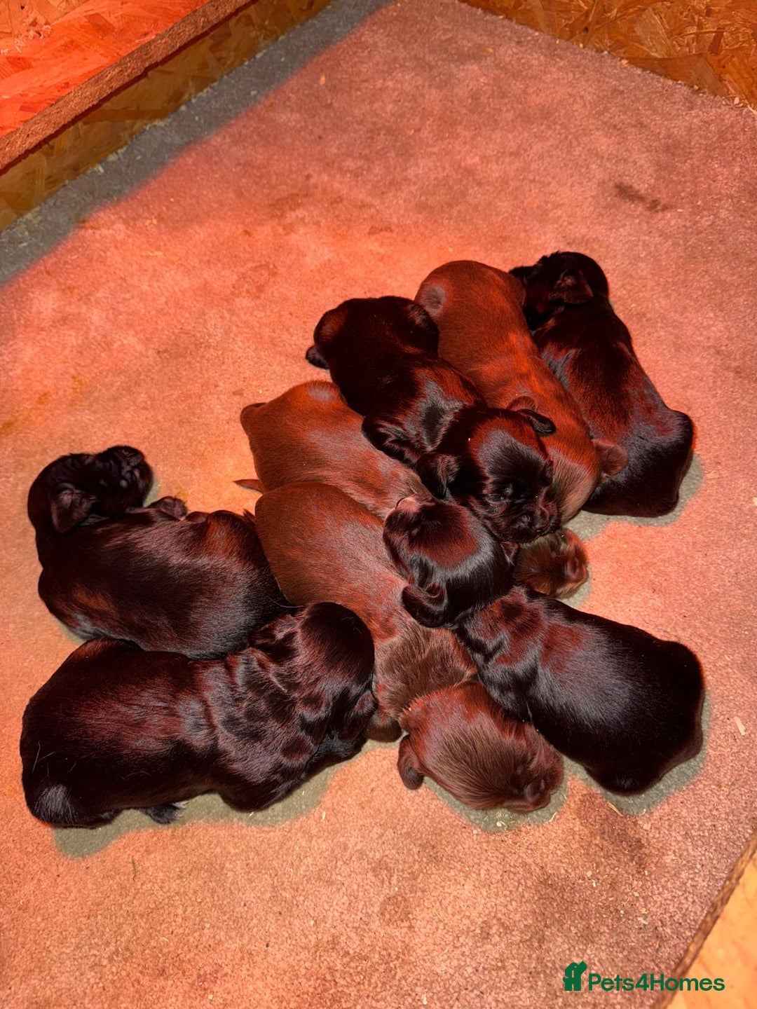 Sprocker dogs for sale: F1 Beautiful Sprocker Spaniel pups ❤️ - Advert 1