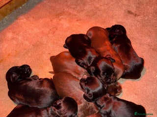 Sprocker dogs for sale: F1 Beautiful Sprocker Spaniel pups ❤️ - Advert 1