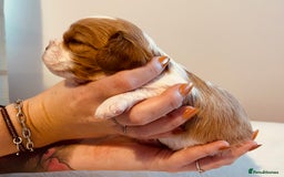 Cavalier King Charles Spaniel dogs for sale: Stunning KC Cavalier King Charles Spaniel Puppies. - Image 19