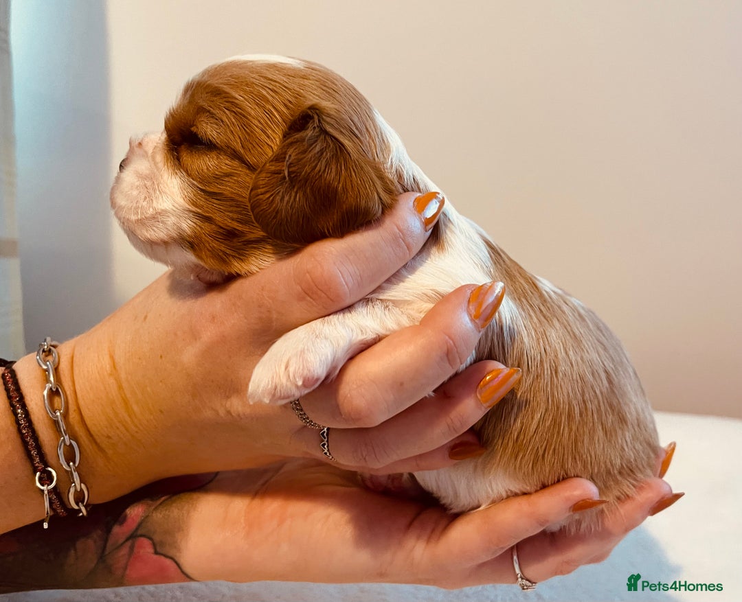 Cavalier King Charles Spaniel dogs for sale: Stunning KC Cavalier King Charles Spaniel Puppies. - Image 19