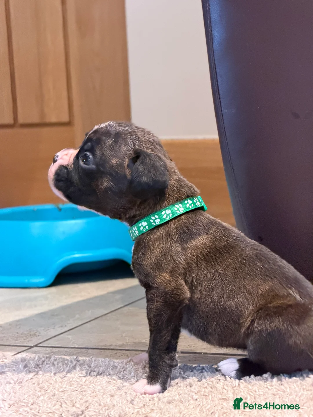 Boxer dogs for sale: Adorable litter of KC registered boxer puppies  - Advert 3
