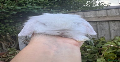 Mini Lop rabbits - Advert 1