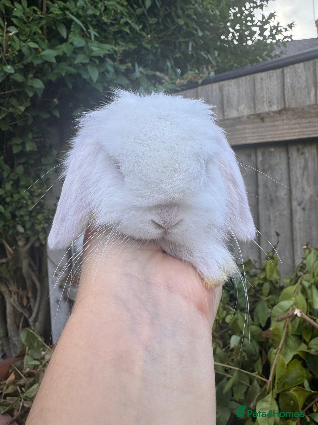 Mini Lop rabbits for sale: PUREBRED MINI LOP & MINI REX BABIES - Image 3