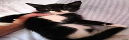 Mixed Breed cats for sale: Adorable Kittens Looking for Their Forever Homes  - Advert 21