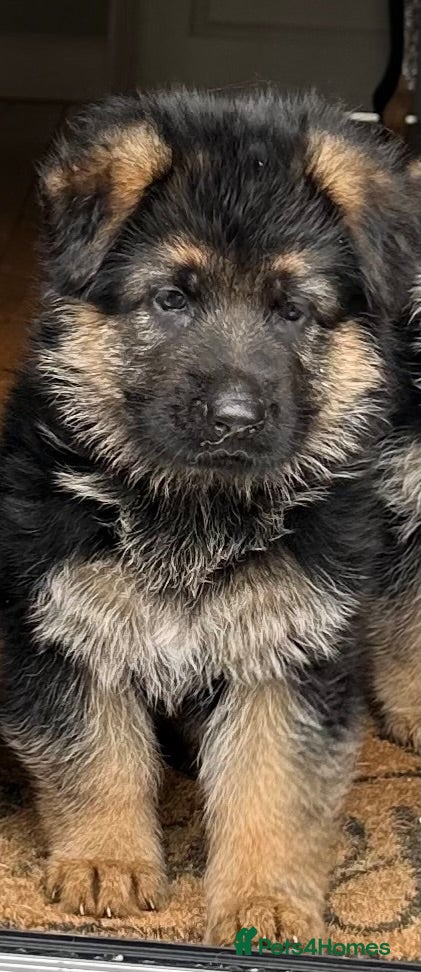German Shepherd dogs Outstanding KC Registered German Shepherd Puppies - Advert 3