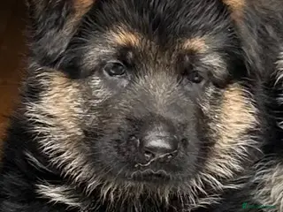 German Shepherd dogs Outstanding KC Registered German Shepherd Puppies - Advert 3