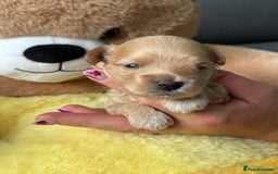 Maltipoo dogs for sale: Tiny F1 Asian Maltipoo puppies. Reserve now! - Image 13