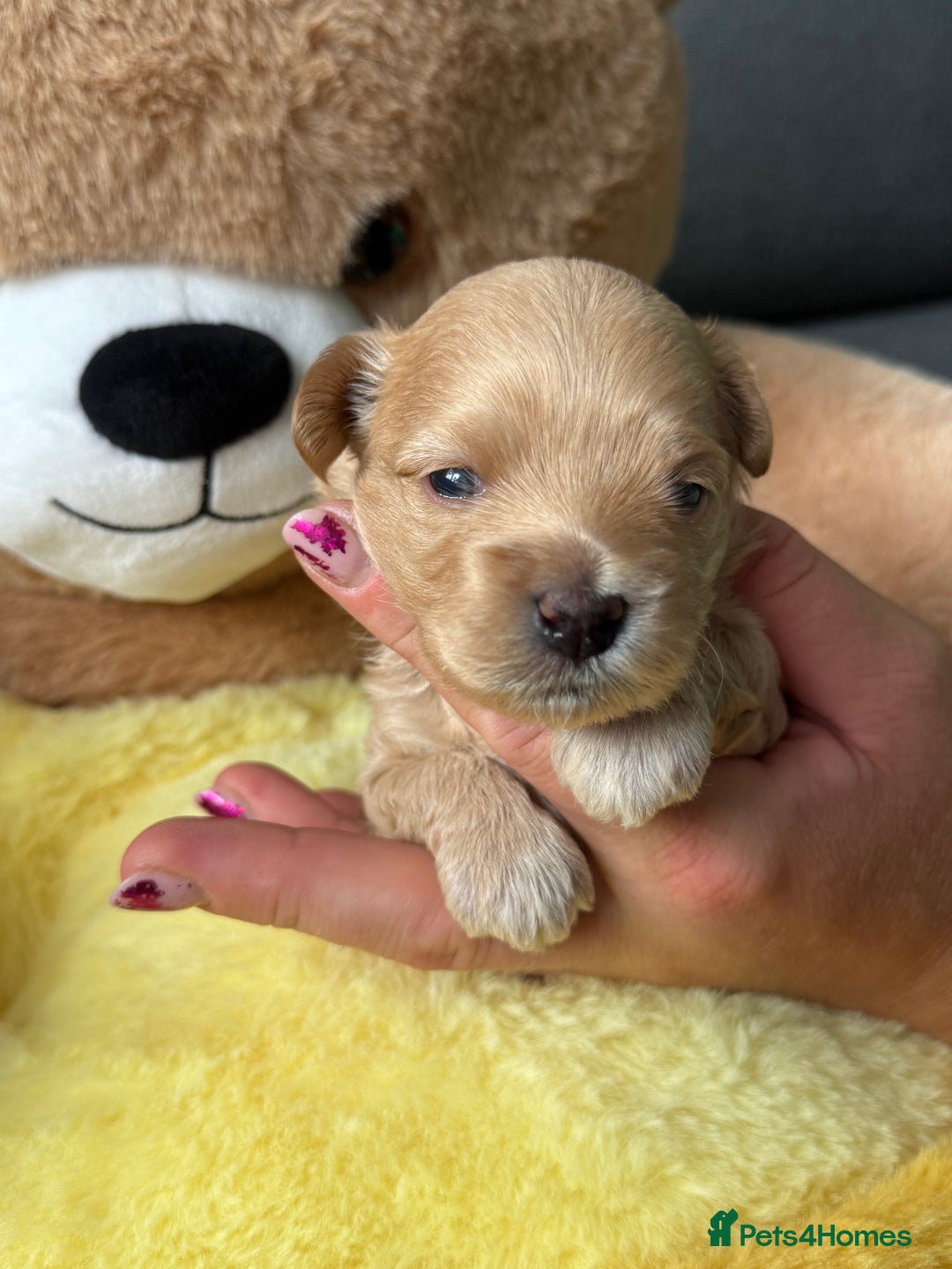 Maltipoo dogs for sale: Tiny F1 Asian Maltipoo puppies. Reserve now! - Image 13