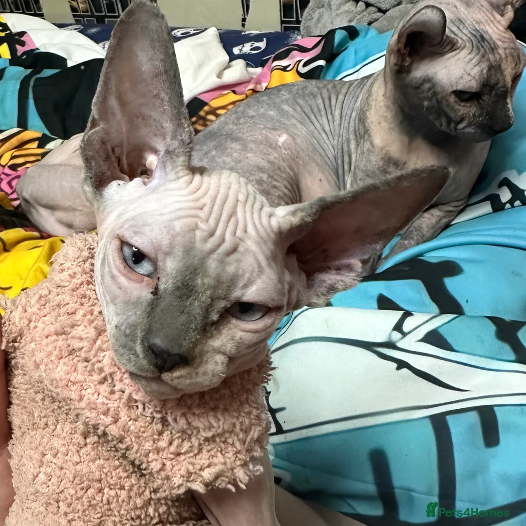 Sphynx cats for sale: LOVING SPHYNX KITTENS READY TO GO🤍 - Advert 14