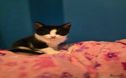 Mixed Breed cats for sale: Kittens - Image 14