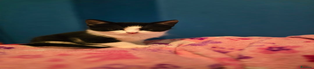 Mixed Breed Kitten 1