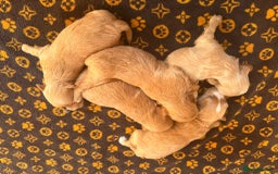 Toy Poodle dogs for stud: XXS Deep Mahogany Red Asian poodle Stud in Romford - Image 6