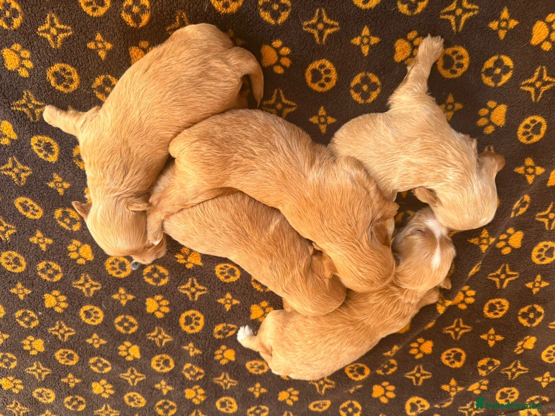 Toy Poodle dogs for stud: XXS Deep Mahogany Red Asian poodle Stud in Romford - Image 6