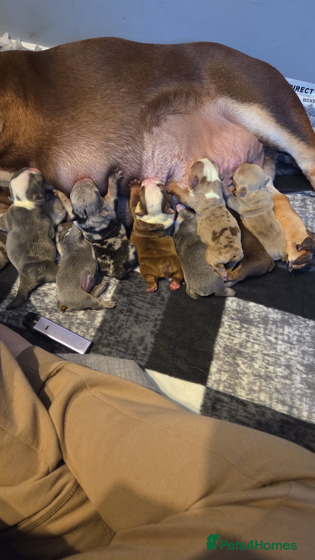 English Bulldog dogs for sale: Exceptional English Bulldog Puppies - Image 32