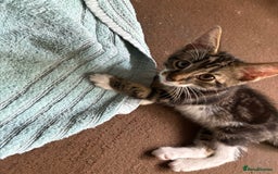 Mixed Breed cats for sale: 4 kittens seeeking forever home only   - Image 14