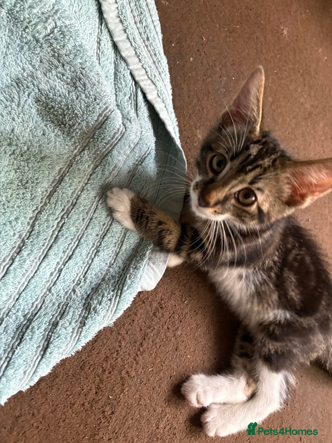 Mixed Breed cats for sale: 4 kittens seeeking forever home only   - Image 14