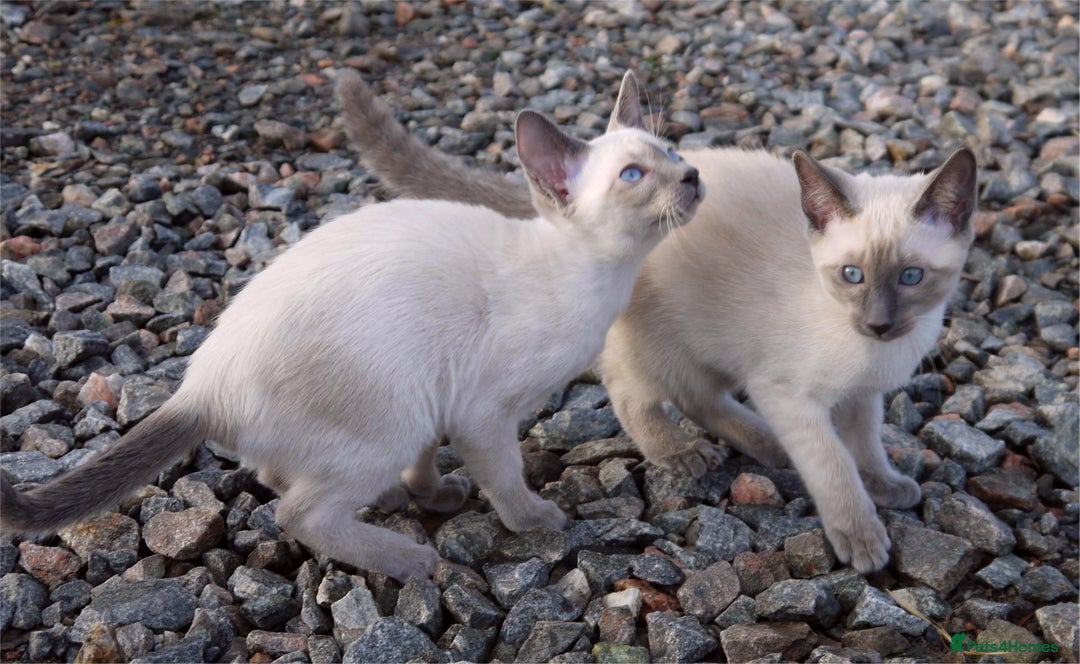 Siamese cats for sale: ADORABLE SIAMESE KITTENS - Advert 14
