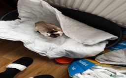 Siamese cats for sale: Siamese snowshoe female cat for sale - Advert 6