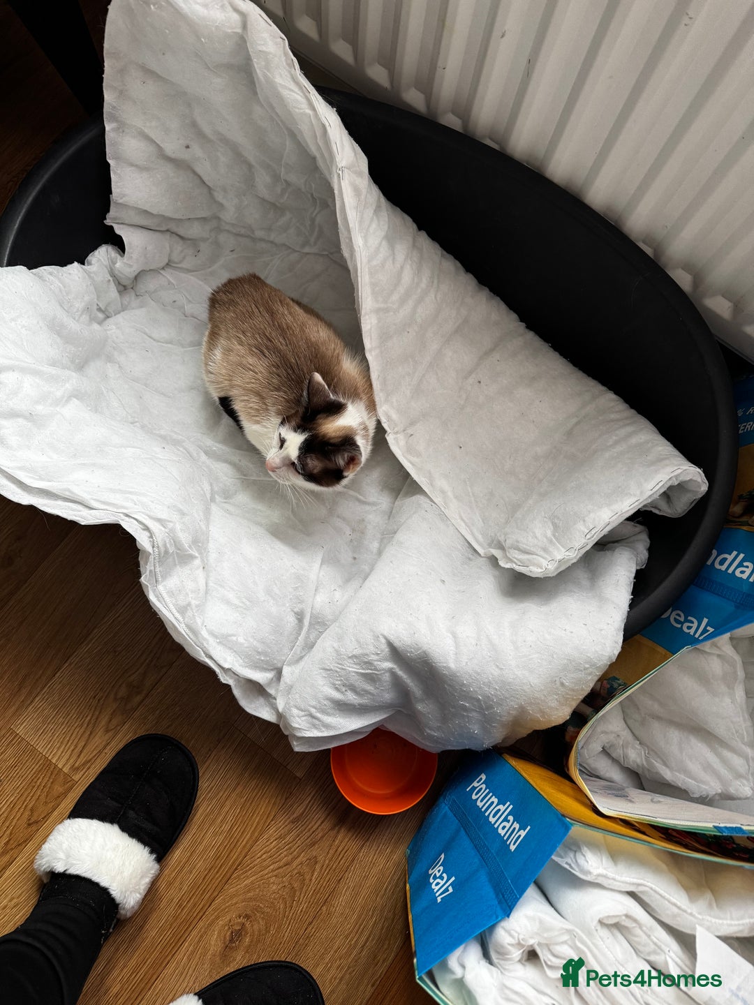Siamese cats for sale: Siamese snowshoe female cat for sale - Advert 6