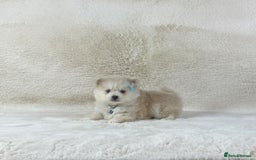 Pomsky dogs for sale: Stunning blue eyes f3 Pomsky puppies for sale - Advert 24