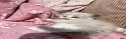 Ragdoll cats for sale: Beautiful mink & traditional ragdoll kittens  - Advert 6