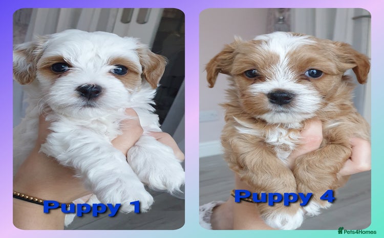 Maltipoo dogs - Advert 7