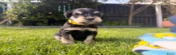 Miniature Schnauzer dogs for sale: Beautiful Black And Silver Mini Schnauzer Puppies - Advert 14