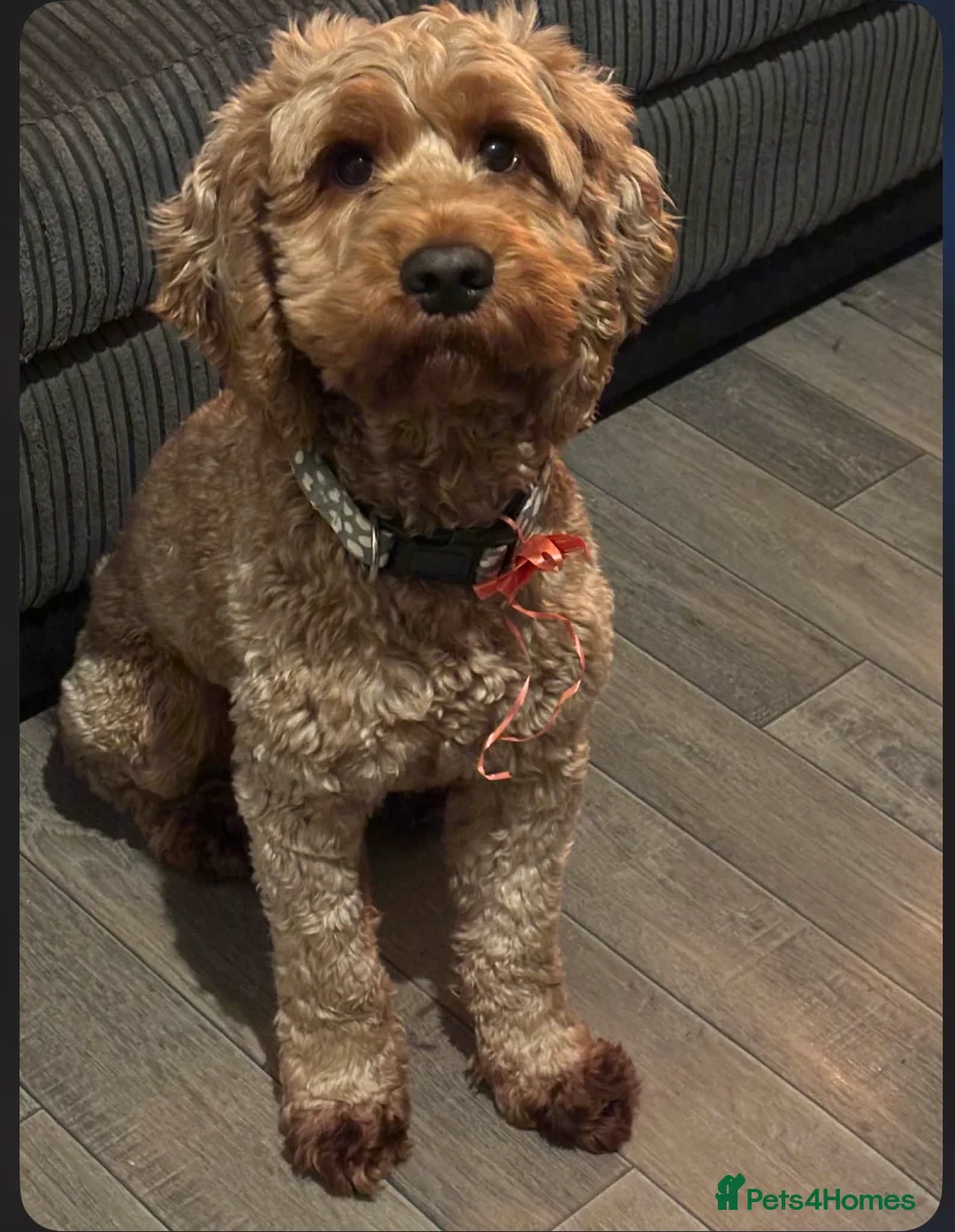 Cockapoo dogs for stud: Red cockapoo Moose available for stud  - Advert 4