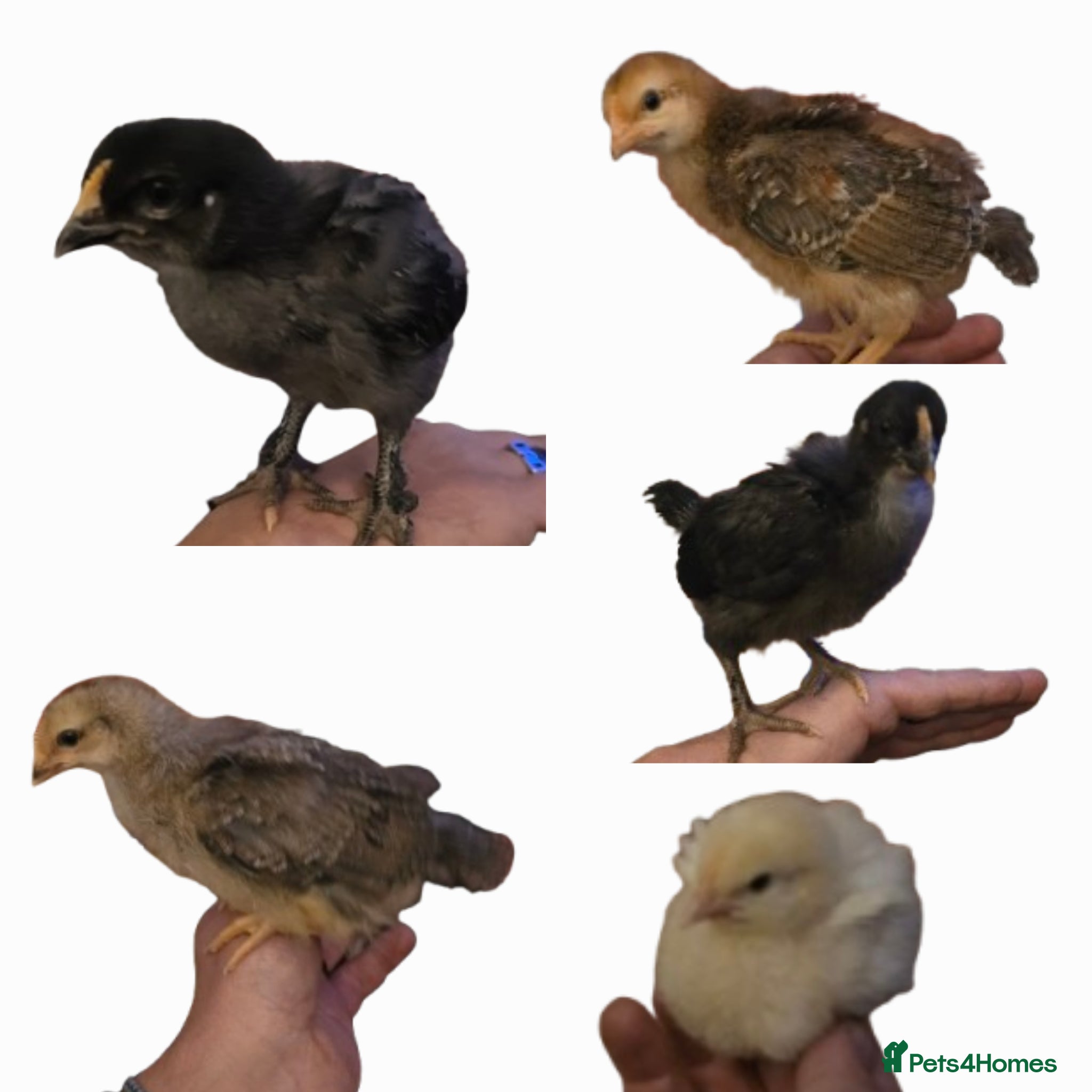 Chickens poultry Mixed Chicks for sale - Advert 1
