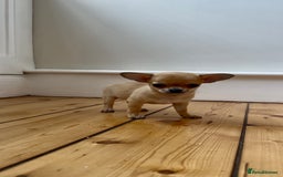 Chihuahua dogs for sale: ADORABLE SUPER TINY CHIHUAHUA PUPPIES - Image 11