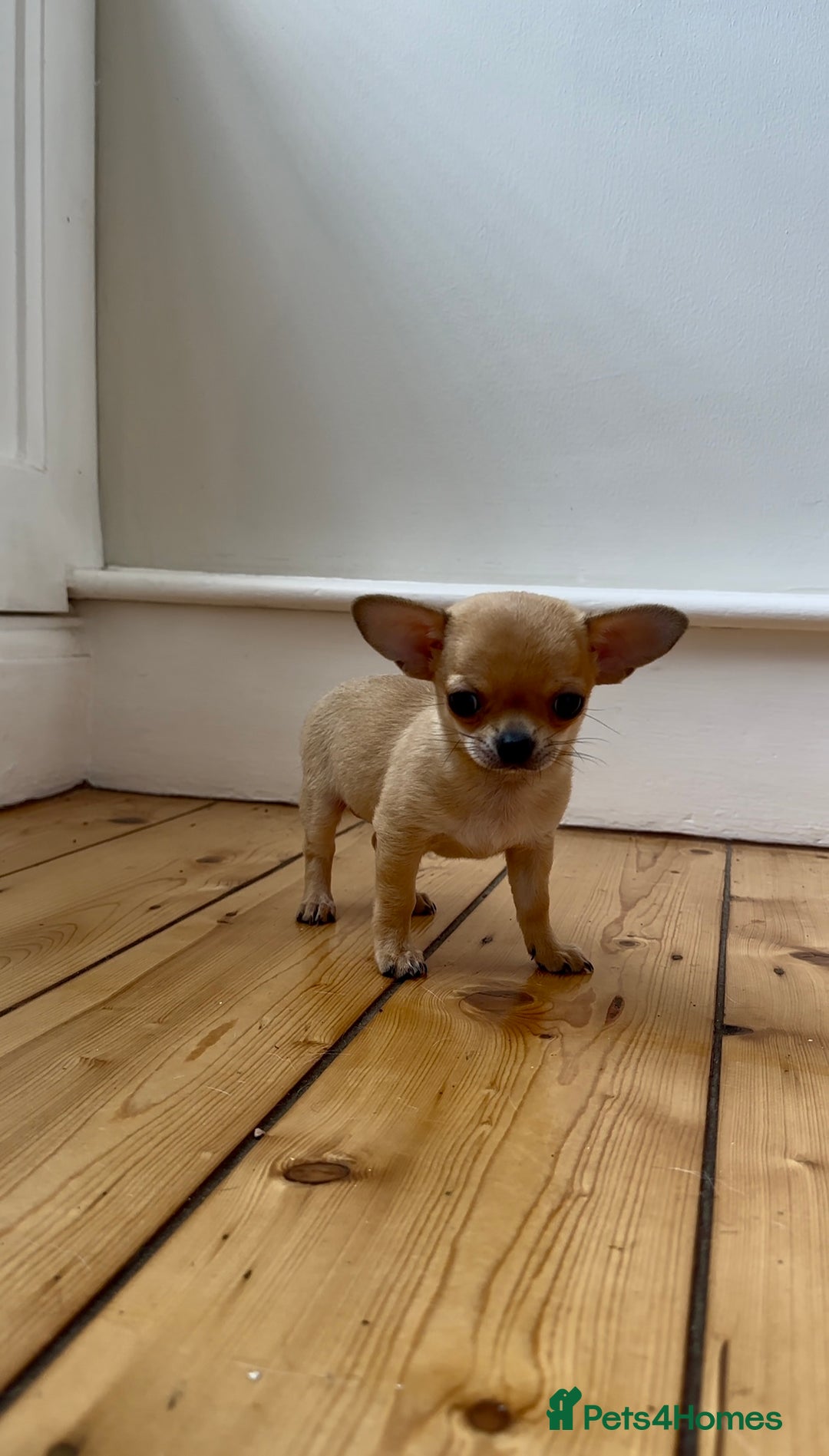 Chihuahua dogs for sale: ADORABLE SUPER TINY CHIHUAHUA PUPPIES - Image 11