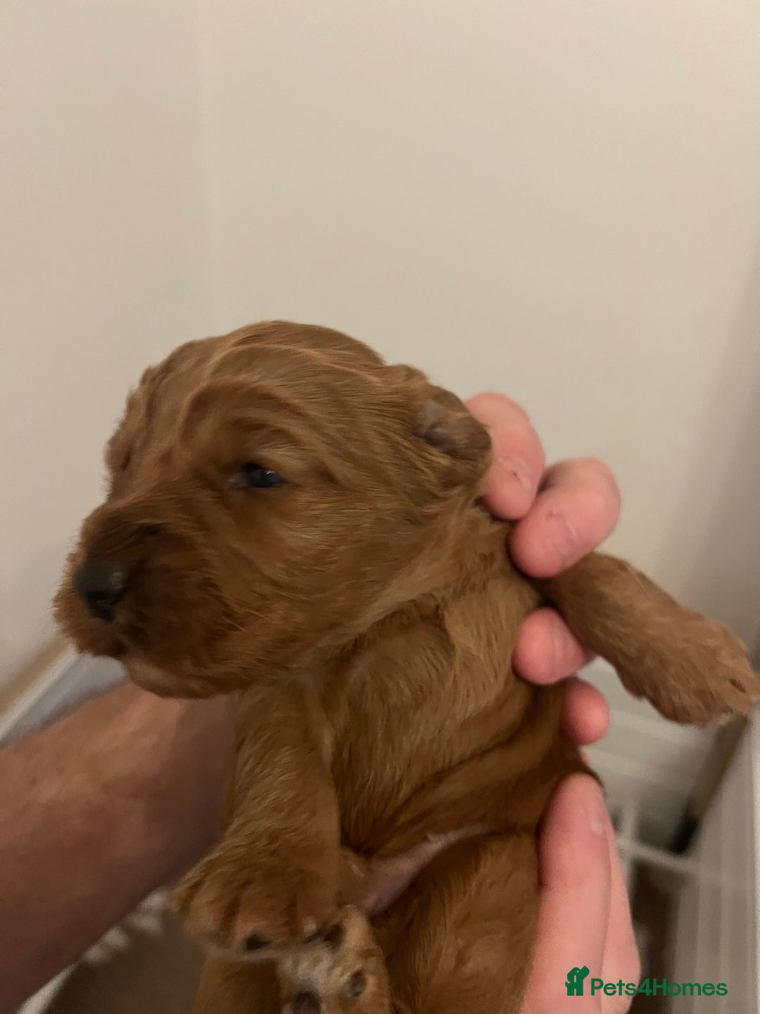 Cockapoo dogs for sale: F1 Cockapoo puppies from health tested parents  - Advert 12
