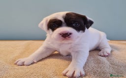 Springador dogs for sale: Springador puppies - Image 3