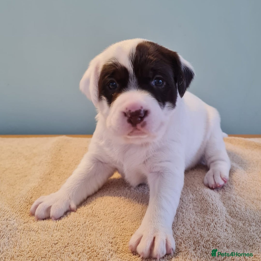 Springador dogs for sale: Springador puppies - Image 3