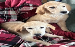 Golden Retriever dogs for sale: Beautiful Golden Retriever Puppies - Image 7