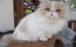 Persian cats for sale: Adorable Pedigree Persian Female Available Now - Image 5