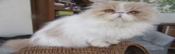 Persian cats for sale:  Pedigree Persian Female Available Now - Advert 4