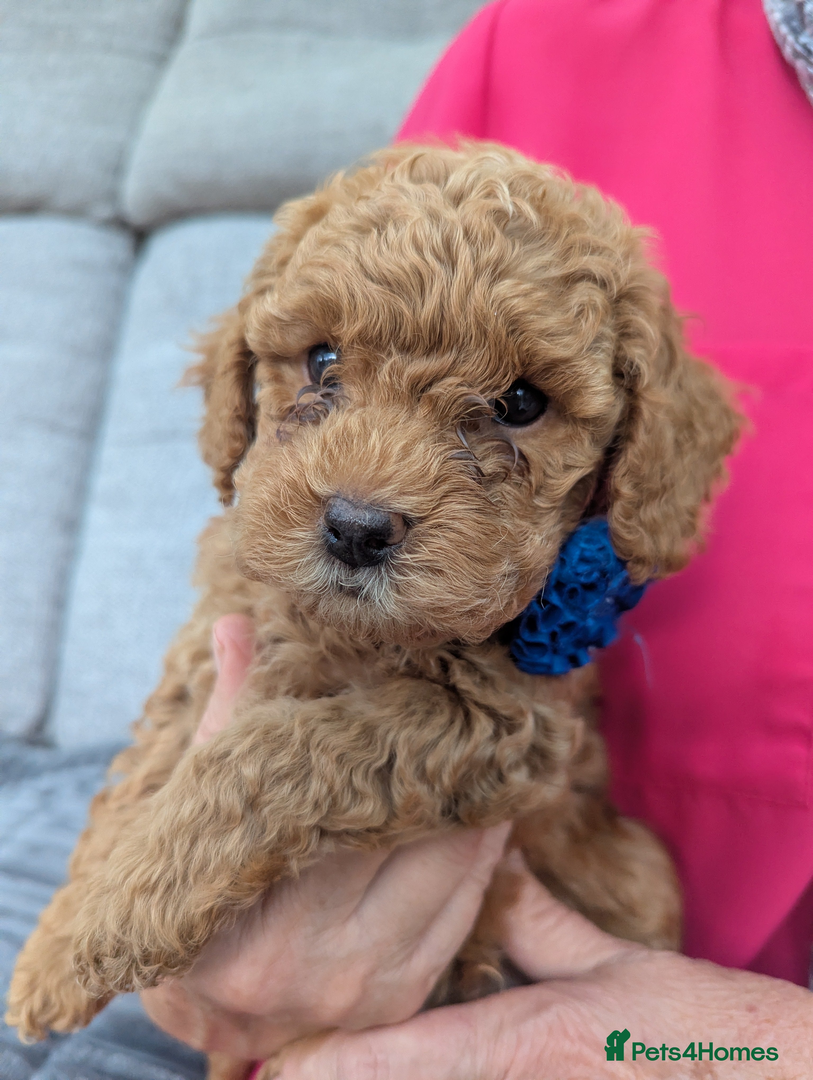 Poochon dogs for sale: Poochon Puppies - Advert 2