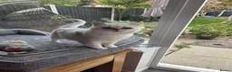 British Shorthair cats for sale: Beautiful GCCF Pedigree British S Hair Silver Male - Advert 1